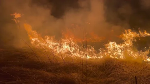 Forest fire, wildfire, burning grass and bushes close up. Red and orange color Stock Footage 172401100