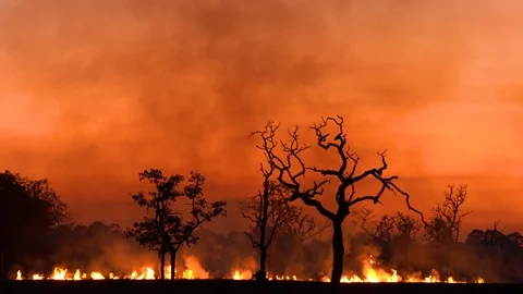 Forest Fire, Wildfire burning tree in  orange and blue color at night Stock Footage 121540749