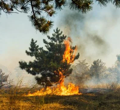 Forest Fire, Wildfire burning tree in red and orange color. Stock-Fotos