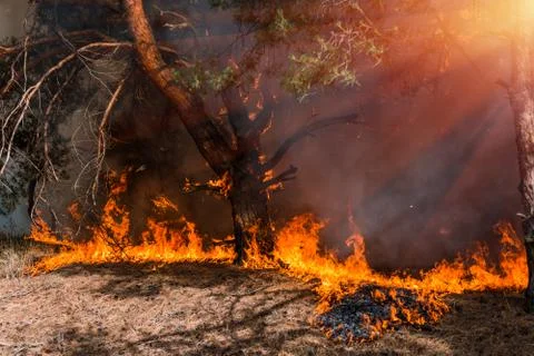 Forest Fire, Wildfire burning tree in red and orange color. Fotos de archivo