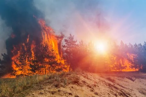 Forest fire, Wildfire close in the daytime Stock Photos