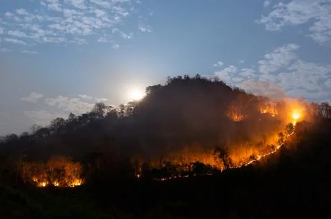 Forest fire, Wildfire. Stock Photos