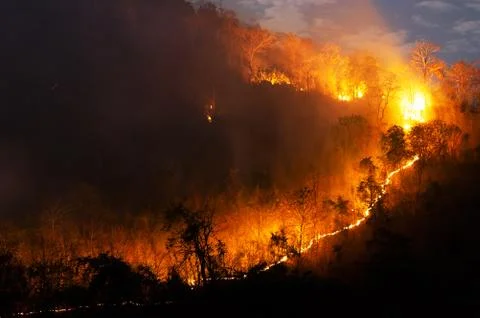 Forest fire, Wildfire. Stock Photos