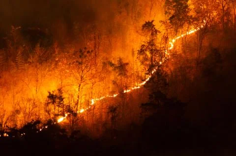 Forest fire, Wildfire. Stock Photos