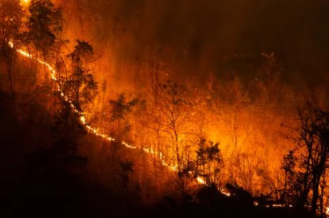 Forest fire, Wildfire. Stock Photos
