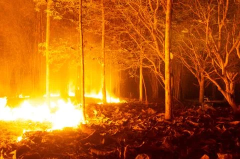 Forest fire, Wildfire. Stock Photos