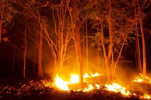 Forest fire, Wildfire. Stock Photos