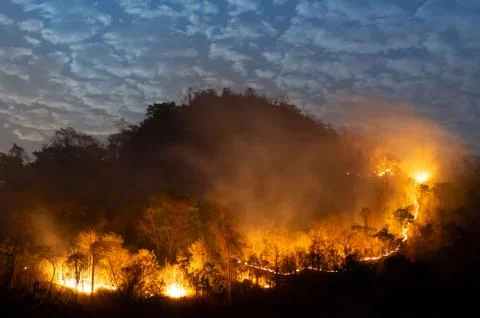 Forest fire, Wildfire. Foto stock
