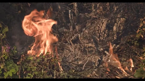 Forest Fire, wildfire, starting the fire Stock Footage 292733947