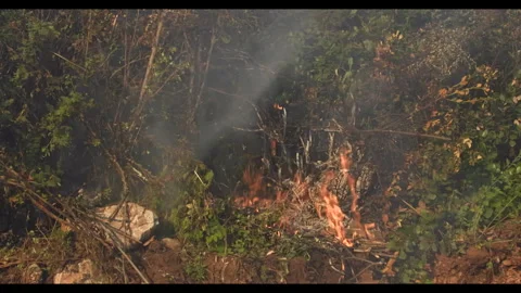 Forest Fire, wildfire, starting the fire Stock Footage 292735370