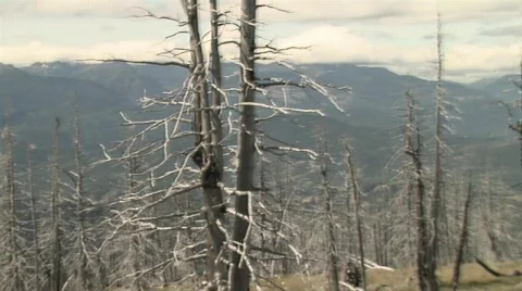 Forest Fire ( years later) Video stock 339087