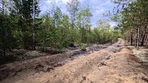 Forest Firebreak Dirt Track POV Forward Drive Through Pine and Deciduous Woods Stock Footage 345499795