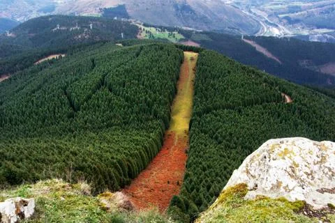 Forest firebreak Stock Photos