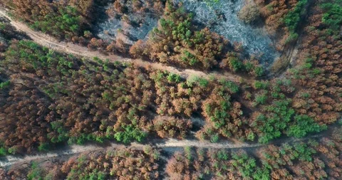 Forest firebreaks in burnt woods The Concept of Prevention 스톡 동영상 323564658