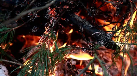 Forest fire.mp4 Stock Footage 26169256