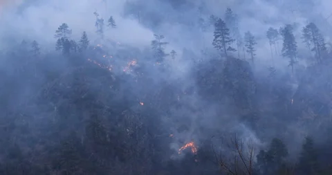 Forest fires and the destruction of trees Stock Footage 315815992