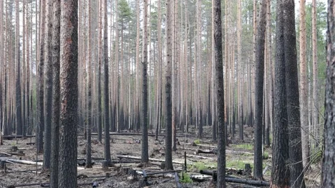 Forest fires and environmental disaster. Burned pine trees. Stock Footage 136052161