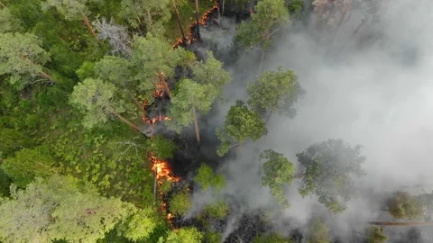 Forest fires are burning violently Video stock 135378768