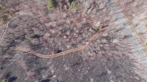 Forest fires. Burnt trees and fields. Danger. Environmental pollution. Burnt Stock Footage 128293147