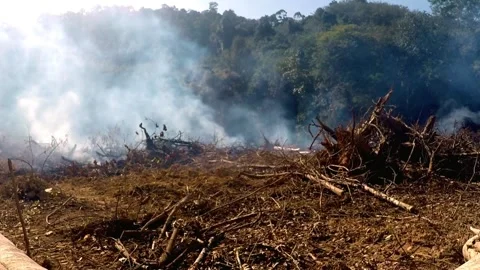 Forest fires causing rainforest deforestation and heavy smog Stock Footage 310587342