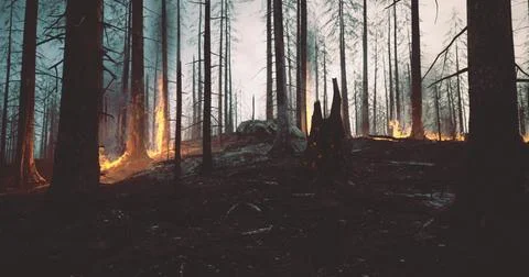Forest fires consuming trees at dusk creating a dramatic landscape Stock Illustration