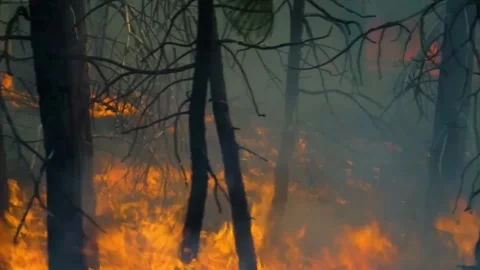 Forest fires destroying and causing air pollution, on a dark. Stock Footage 246579847