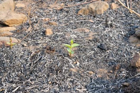 Forest fires in dry grass emerging Stock Photos