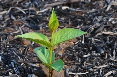 Forest fires in dry grass emerging Stock Photos
