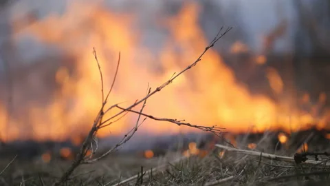 Forest fires. Fire destroys dry grass and gets to the forest. Stock Footage 106339196