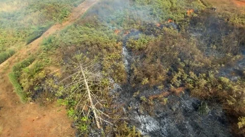 Forest fires Stock Footage 80560906