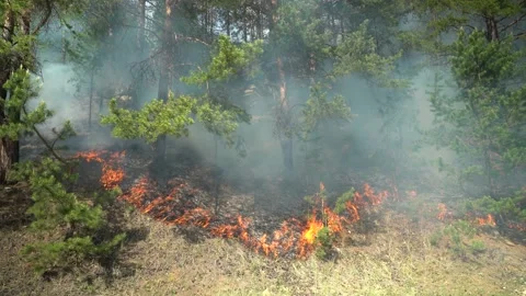 Forest fires. The forest burns on a sunny day. Stock Footage 166227071