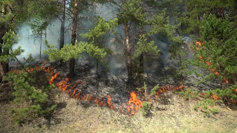Forest fires. The forest burns on a sunny day. Video stock 168698792