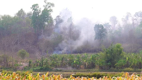 Forest fires, forest fires adjacent to the agricultural fields of the villagers Stock Footage 129214980