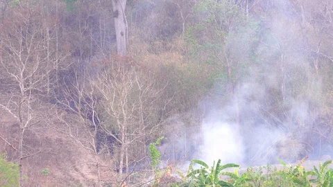 Forest fires, forest fires adjacent to the agricultural fields of the villagers Stock Footage 129215008