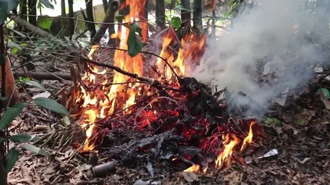 Forest fires. Forest fires due to climate change Stock Footage 312242224