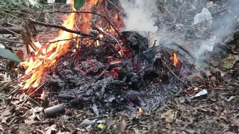 Forest fires. Forest fires due to climate change Stock Footage 312242235