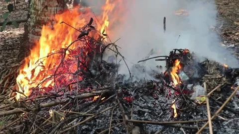 Forest fires. Forest fires due to climate change Stock Footage 312242280