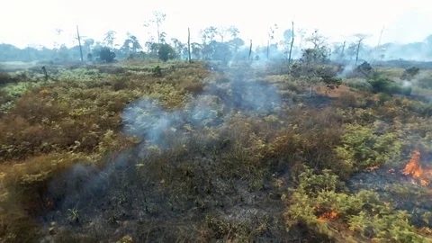 Forest fires by a hut Stock Footage 80558357