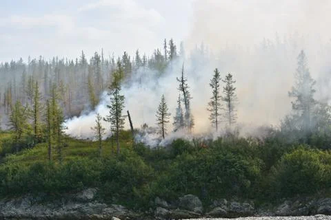 Forest fires. Stock Photos