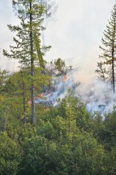 Forest fires. Stock Photos