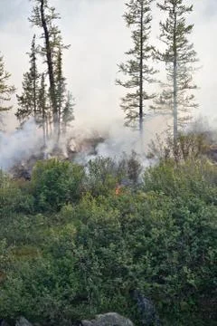 Forest fires. Stock Photos