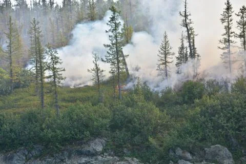 Forest fires. Stock Photos