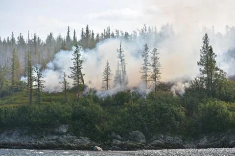 Forest fires. Stock Photos