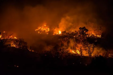 Forest fires Stock Photos
