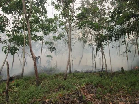 Forest fires Stock Photos