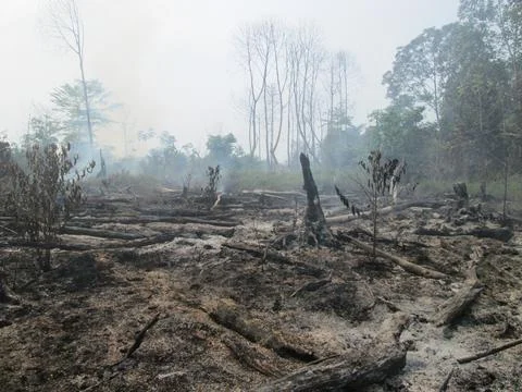 Forest fires Stock Photos