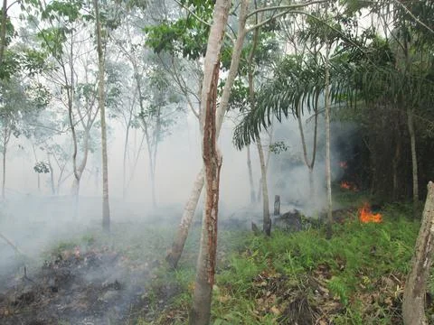 Forest fires Stock Photos