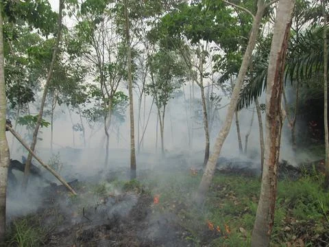 Forest fires Stock Photos