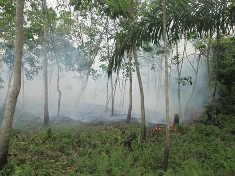 Forest fires Stock Photos