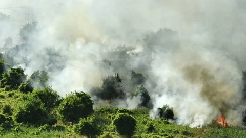 Forest Fires with smoke in summer. Thick smoke rises. Disaster in forest part Stock Footage 232372389